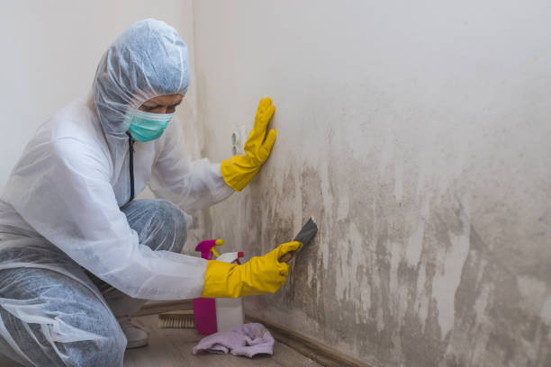 Best Mold Remediation for Vacation Homes  in Watertown, FL